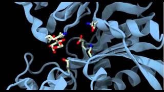 Glucokinase conformational change and binding [upl. by Nonnahs]