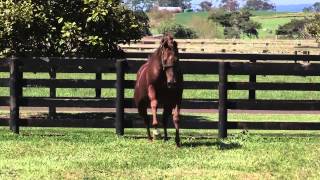 Red Giant Worlds Fastest Horse over 2000m [upl. by Glassco]