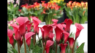 Planting Zantedeschia Rhizomes [upl. by Berkin628]