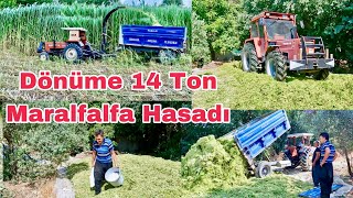 Dekara 14 Ton Maralfalfa Hasadı  Silaj Yapımının Tüm Ayrıntılarını Anlattık [upl. by Sathrum638]