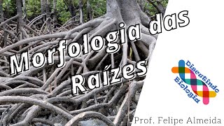 Aula de Morfologia Vegetal das Raízes Angiospermas [upl. by Eniamrahc406]