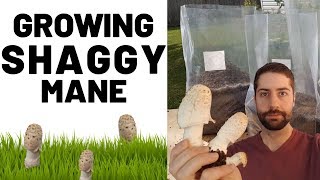 Growing Shaggy Mane Mushroom Coprinus comatus [upl. by Aicilaf]