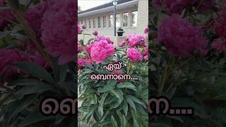 Peony flowernaturelovergreenshortfeedscanadagreen vlogs by shaluepisode 86 [upl. by Lleznol]