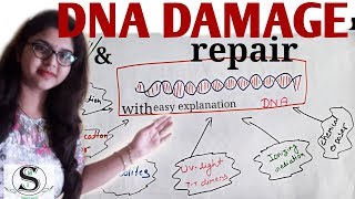 DNA Damage and repair in Hindi with simple explanation [upl. by Anifad]