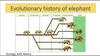 Evolutionary history of elephant  ZoologywithAmina [upl. by Yeblehs816]