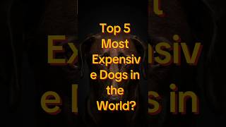 🔝Top 5 most expensive💰 dog in the world 🐕 shorts viral youtubeshorts dogs [upl. by Ecila]