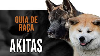 AKITA  Tudo sobre as raças Akita Inu e Akita Americano [upl. by Matrona99]