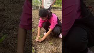 Arecanut plantation with farmers 🌱plants agriculture ytshorts autumn [upl. by Eidualc]