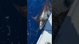 Huge marlin on the line Catch and release [upl. by Telrats]