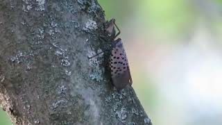 Spotted Lanternfly Walks Up a Tree [upl. by Enna8]