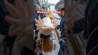 Wow anoto axolotl viralvideo [upl. by Olvan706]