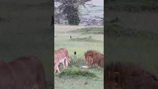 lion panthera leo females greeting each other wi 2023 08 04 06 16 36 utc 1 [upl. by Edivad781]