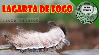 Lagarta de Fogo Lagarta Cachorrinho Um animal letal Lagarta Peluda  Ficha Técnica  CB [upl. by Strang]