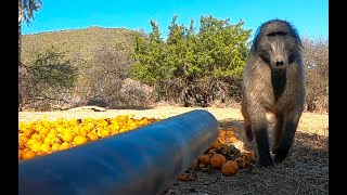 Blowgun Baboons and Danger [upl. by Ayna578]