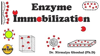 Enzyme Immobilization Immobilization of biocatalysts animation [upl. by Saum]