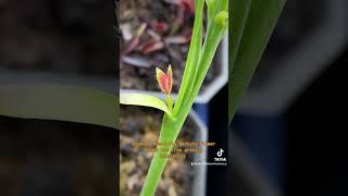 Dionaea Muscipula Dentata flower stalk has trap growing on it vft rareplants [upl. by Tips498]