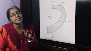 Lecture On Rib part II [upl. by Ziguard]