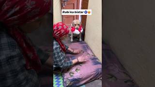 Rubi ka bistar 😘  labra rubi  youtubeshorts shorts labrador dog funny memes cute song [upl. by Ribak]