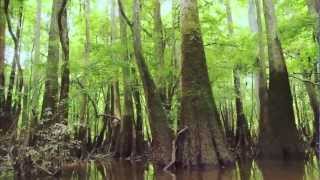 Congaree National Park [upl. by Enelear]