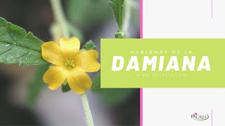 Hablemos de la damiana [upl. by Akinaj]