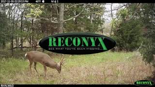 Howto  get better Reconyx trail cam photos  HUMANIMAL [upl. by Naej]