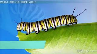 Facts About Caterpillars [upl. by Proudfoot197]