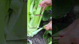 trending farming harvesting shortvideos shortsfeed agriculture yshorts Thefarmingfrontiers [upl. by Cato]