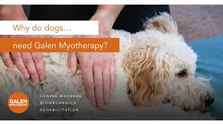 Why do dogs need Galen Myotherapy [upl. by Maxwell]