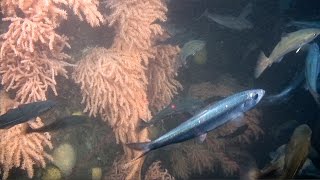 Discover the DeepSea Corals of Maine [upl. by Savinirs]