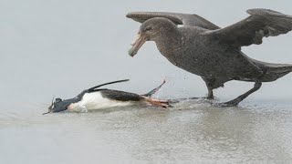 Giant Petrels Hunting Penguin [upl. by Etennaej281]