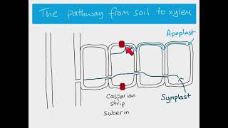 AS Biology  water pathways through a plant [upl. by Ajiat]