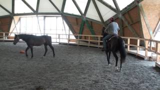 romanian horses programuma projectfirst ride [upl. by Brenan]