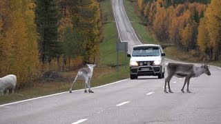 Reindeer on the road in Lapland Finland 😍🦌🎅Santa Claus reindeer in autumn before Christmas Rovaniemi [upl. by Lilllie]