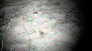 Juvenile sidewinder rattlesnake misses strike toward kangaroo rat [upl. by Harsho]