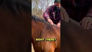 Rescue Horse TWITCHING in PAIN  CRACKED into RELIEF by Animal Chiropractor [upl. by Wynny325]