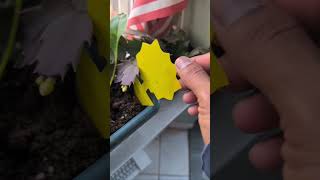 Growing Greens on my windowsill indoor winter time garden homegardening gardening greens [upl. by Kennett19]