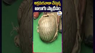 అక్రమరవాణా చేస్తున్న అలుగు స్వాధీనం [upl. by Asaph472]