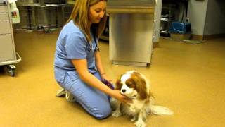 Cavalier King Charles with syringomyelia [upl. by Junko]