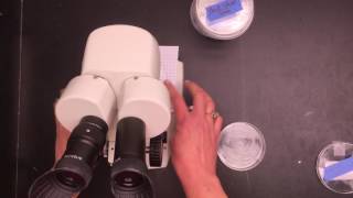 Airborne Particulates Lab with Petri Dishes [upl. by Akfir]