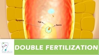 DOUBLE FERTILIZATION [upl. by Lagas]