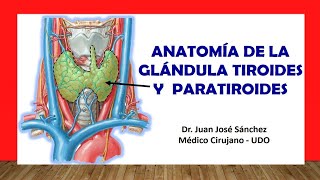 🥇 ANATOMÍA DE LA GLÁNDULA TIROIDES Y PARATIROIDES Fácil Rápida y Sencilla [upl. by Anovad]