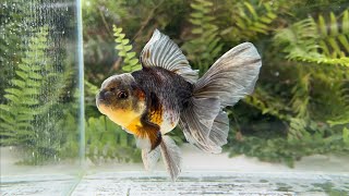 15058 Kirin Rosetail Oranda [upl. by Mccahill]