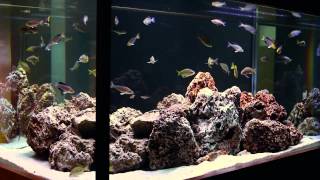 Simple Beauty of Tanganyikan Fish A Hardscape by Aquarium Design Group [upl. by Benedikta]