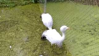 Paradijskraanvogels  Blue cranes  Olmense ZOO [upl. by Bernardi]