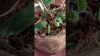 The Lazy Way to Propagate the Watermelon Peperomia [upl. by Thatch326]