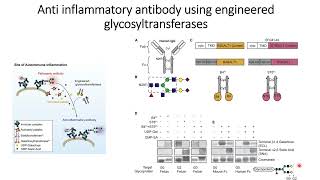 Antiinflammatory antibody using engineered glycosyltransferases Code 686 [upl. by Odlawso297]