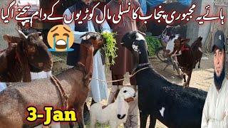 bhains colony Bakra mandi latest update 3Jan2024 bakra mandi goat farm visit gulabi kamori tedy [upl. by Nodnelg]