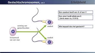Erfelijkheid les 2 Geslachtschromosomen KOLD [upl. by Anaderol811]
