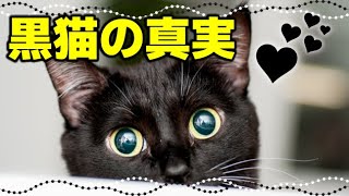 【黒猫を迎えるべき理由】黒猫の魅力とミステリアスな真実10選 [upl. by Gus]