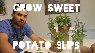 How To Grow amp Cut Sweet Potato Slips PART 4 SPROUTS VINESSHOOTS [upl. by Jaquith]